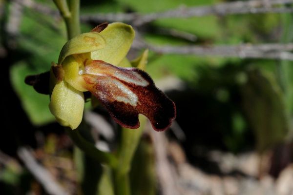 Ophrys des Lupercales