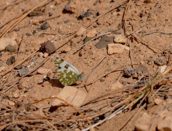 Fuerteventura : secteur nord ouest et El Cotillo
