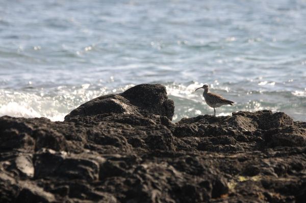 Fuerteventura : secteur nord ouest et El Cotillo
