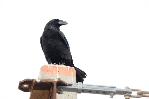 Quelques oiseaux observés en janvier 2016 sur l'île de Fuerteventura