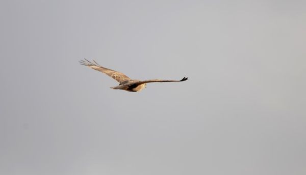 Buse survolant un champ de lave à La Oliva