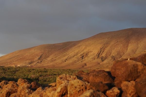 Quelques oiseaux observés en janvier 2016 sur l'île de Fuerteventura