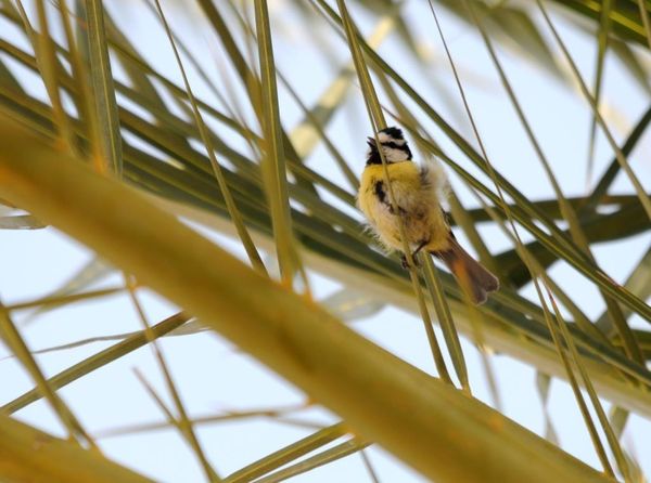 Quelques oiseaux observés en janvier 2016 sur l'île de Fuerteventura