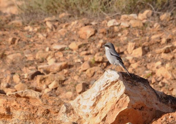 Quelques oiseaux observés en janvier 2016 sur l'île de Fuerteventura