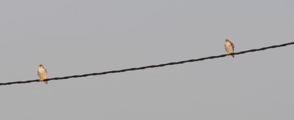 Une rencontre inattendue avec le Faucon de Barbarie !