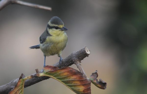 Juvénile se nourrissant avec un adulte sur des citronniers