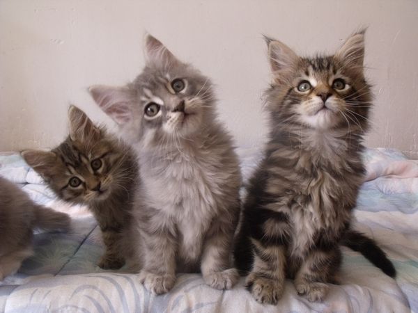 chatons tout mignons