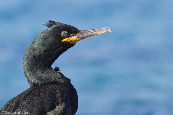 Cormoran de Desmarest