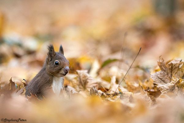 L'automne du Rouquin