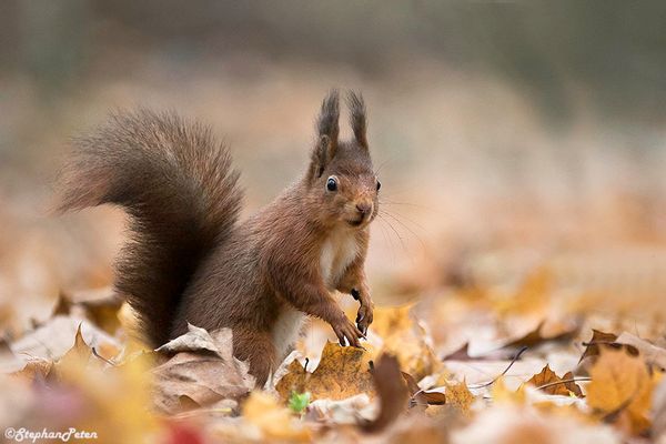 L'automne du Rouquin