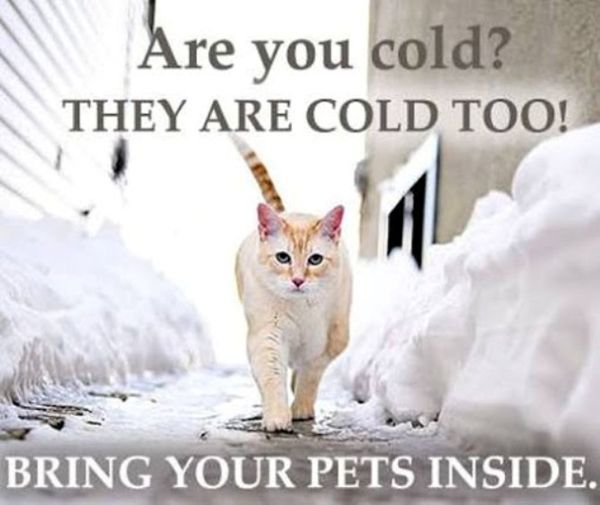 Bring your pets inside