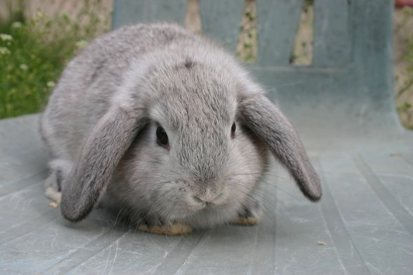 Le lapin! Le lapin!