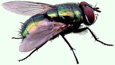 La mouche verte