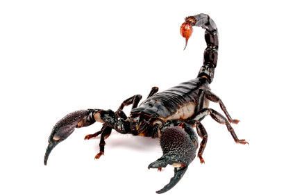 Le scorpion