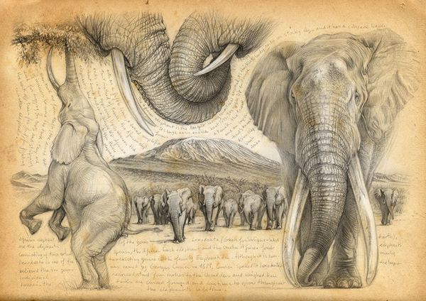 Tribu d'éléphants de Marcello Pettineo