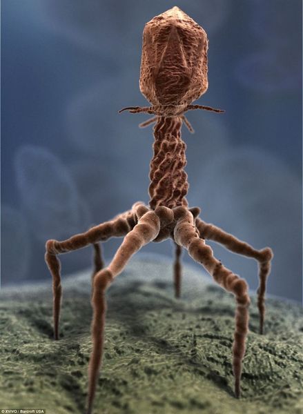 Gli incredibili mondi 'alieni' nascosti nel corpo umano