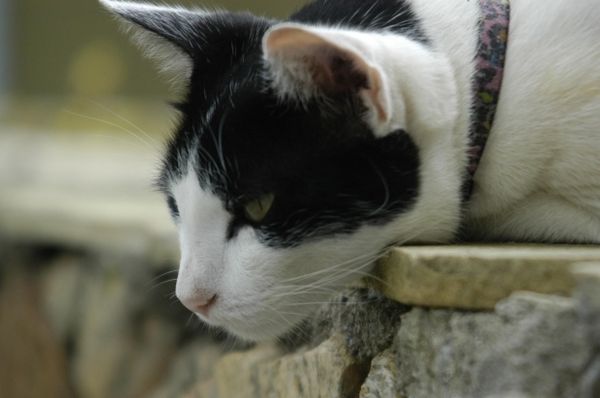 LA PRIERE DU CHAT