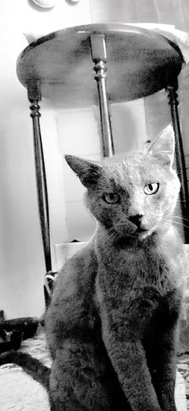 LE FABULEUX DESTIN DE SAM LE CHAT