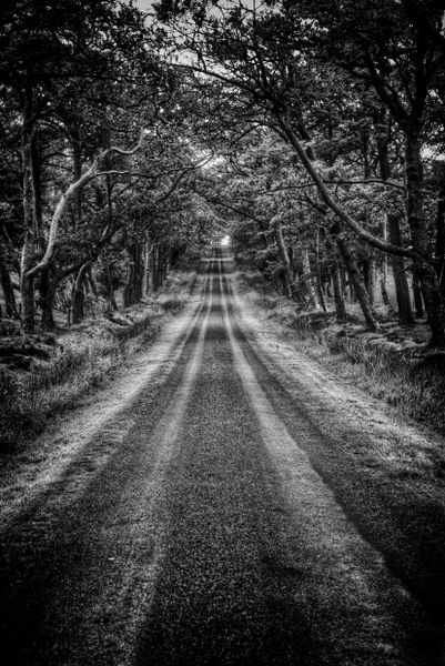 LE FANTOME DE LA ROUTE DE LIVE OAK
