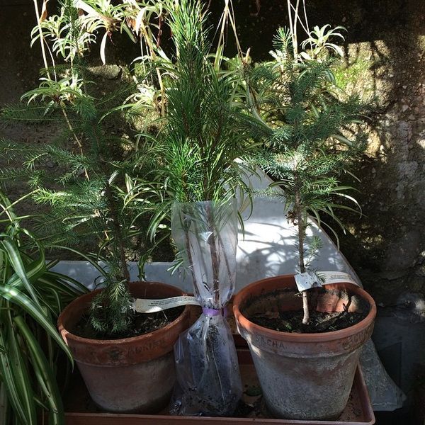Trois petits sapins...