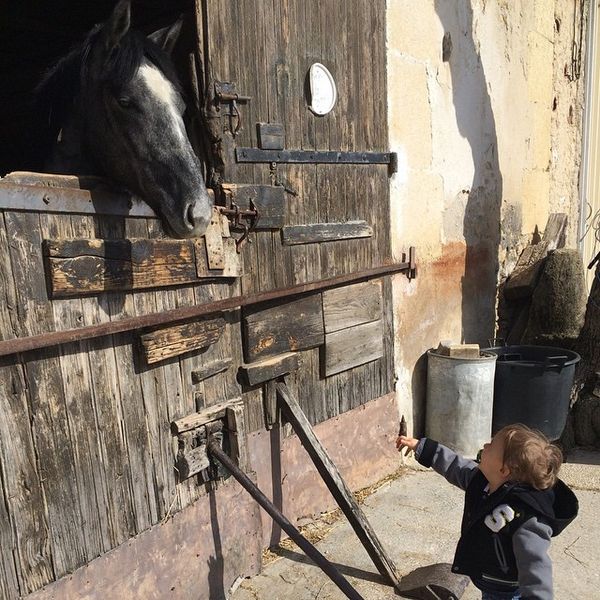 L'enfant qui voulait murmurer à l'oreille des chevaux mais a qui il manquait au moins 1 mètre pour y arriver...