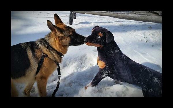 Pour travailler en sécurité avec un chien agressif