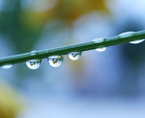 Cinq procédés insolites pour épurer les eaux usées