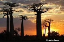 L’Allée des Baobabs obtient enfin son statut d’aire protégée