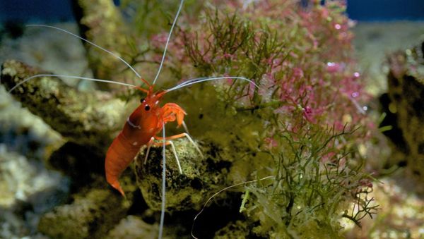 Madagascar: l’élevage de crevettes, remède au marasme économique