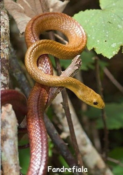 Légende: Les Serpents.