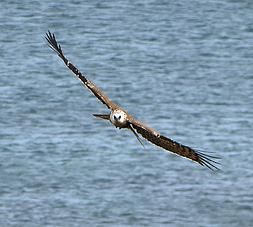 Légende malgache de l’aigle et la poule : «Le cri de l’aigle »