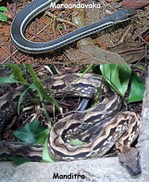Légende: Les Serpents.