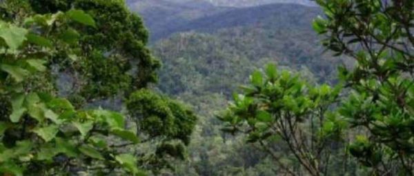 Aire protegée d’Anjanaharibe-Sud Andapa ravagée par des exploitants miniers