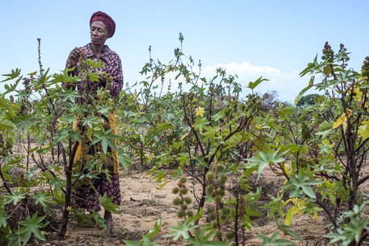 Culture du ricin: Pour lutter contre la pauvreté extrême dans le Sud
