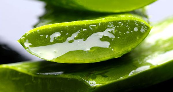18 Utilisations étonnantes d’Aloe vera qui peuvent remplacer tous vos produits