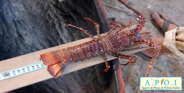 La COI au secours des langoustes de Sainte Luce