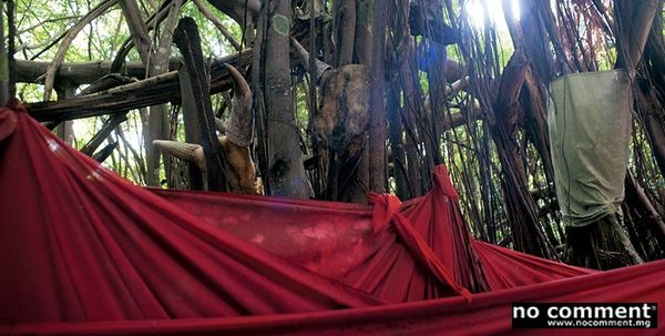 L’arbre sacré de Mahatsinjo