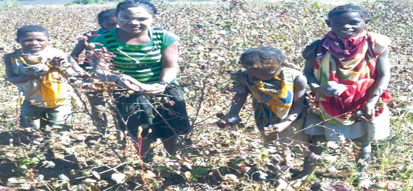 Filière coton à Toliara - Les paysans face à nombreux écueils