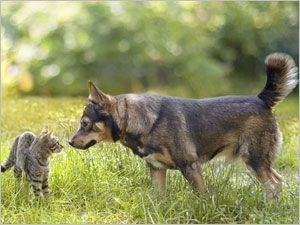 Conte: Comme chiens et chats