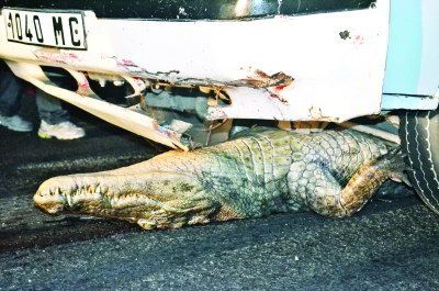 Le caïman a secoué la Mazda pendant qu’il était coincé sous son châssis. (Photo : Herilalatiana Andrianarisaona)