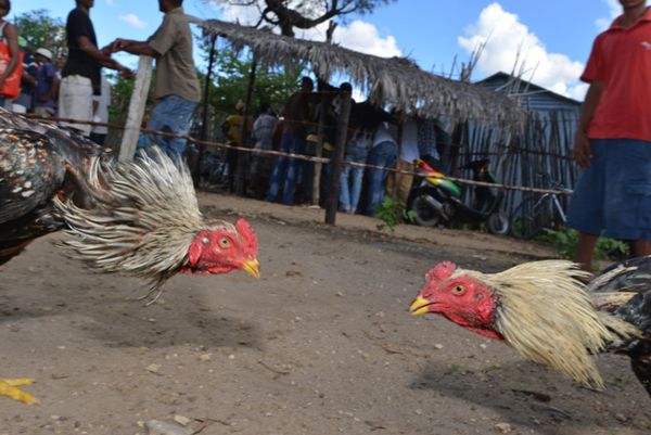 Promotion de la culture: Régularisation du combat de coq dans la région Vakinankaratra