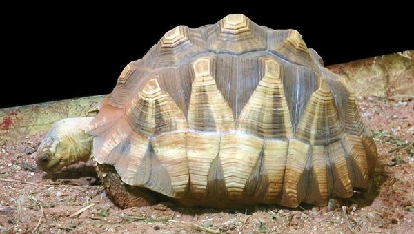 Les tortues de Madagascar victimes de trafiquants