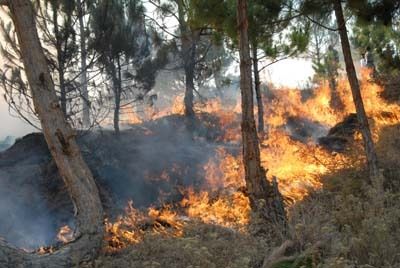 Environnement – Les feux de brousse font rage