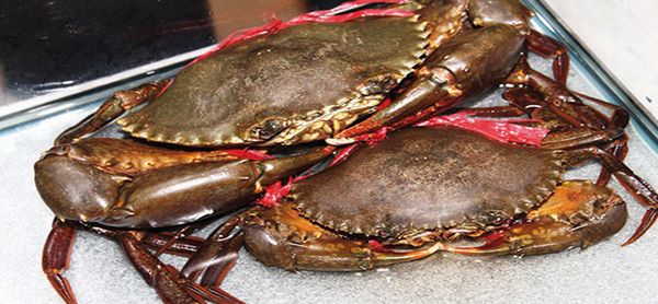 Exportation de crabes vivants - Ferme aquacole pour une exploitation durable