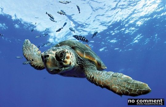 Nosy Tany Kely: L'île infinitésimale