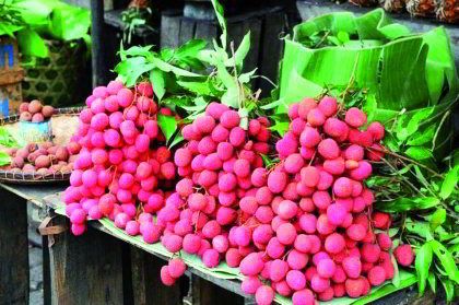 Le litchi malgache prisé par le marché européen