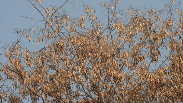 La loi sur la lutte contre le trafic de bois de rose votée