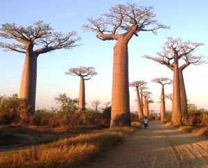 Cnn – Madagascar dans le top 16 des destinations à découvrir pour 2016