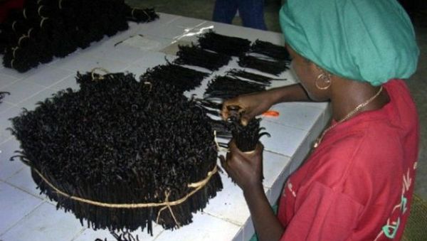 La crise de la filière de la vanille endommage son image de marque