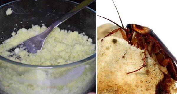 Comment se débarrasser des cafards pour toujours ? Une astuce vérifiée, efficace à 100%